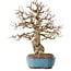 Carpinus coreana, 27 cm, ± 25 years old
