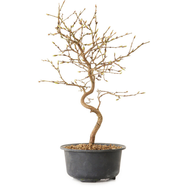 Carpinus coreana, 27 cm, ± 8 ans