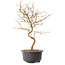 Carpinus coreana, 27 cm, ± 8 years old
