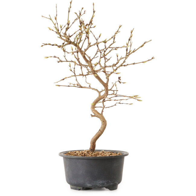Carpinus coreana, 27 cm, ± 8 anni