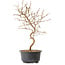 Carpinus coreana, 27 cm, ± 8 anni
