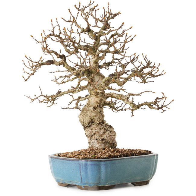 Carpinus coreana, 27 cm, ± 25 anni
