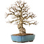 Carpinus coreana, 27 cm, ± 25 ans