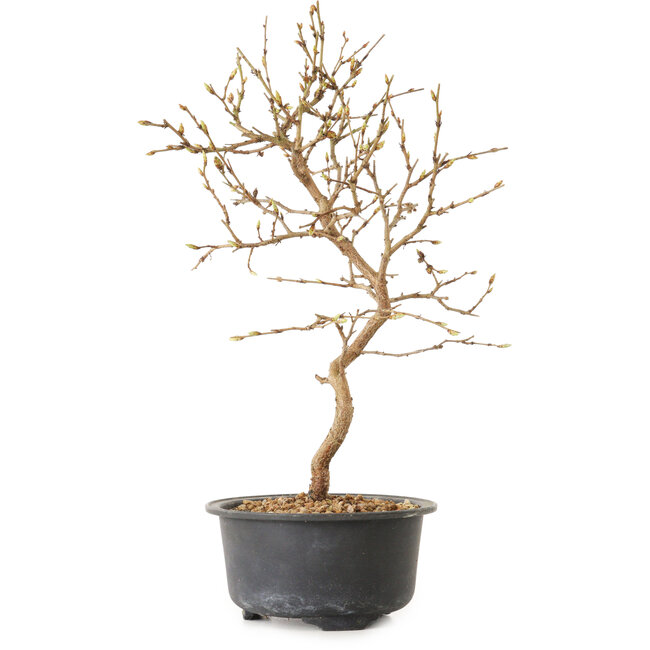 Carpinus coreana, 27 cm, ± 8 ans