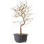 Carpinus coreana, 27 cm, ± 8 anni