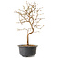 Carpinus coreana, 27 cm, ± 8 years old