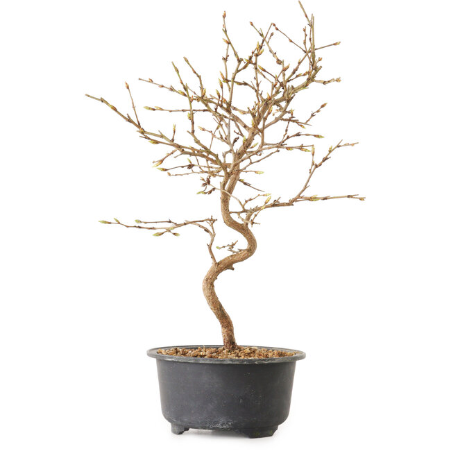 Carpinus coreana, 27 cm, ± 8 Jahre alt