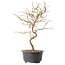 Carpinus coreana, 27 cm, ± 8 Jahre alt