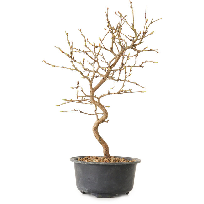 Carpinus coreana, 27 cm, ± 8 ans
