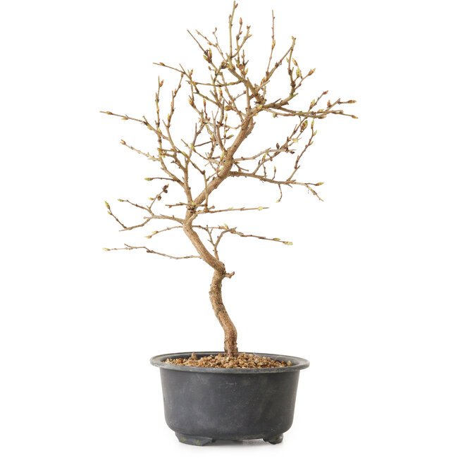 Carpinus coreana, 27 cm, ± 8 years old