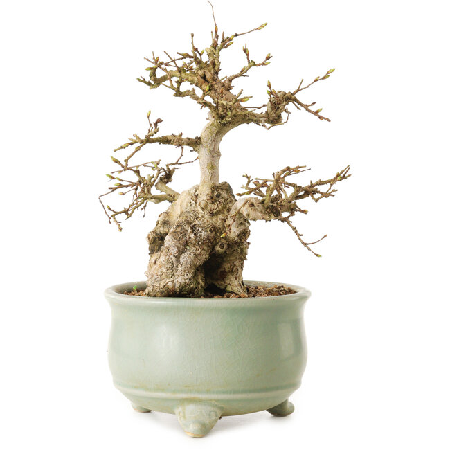 Chaenomeles speciosa, 22 cm, ± 20 años de edad