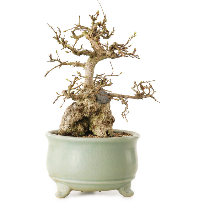 Chaenomeles speciosa, 22 cm, ± 20 years old