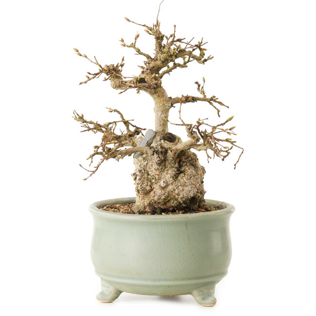 Chaenomeles speciosa, 22 cm, ± 20 jaar oud