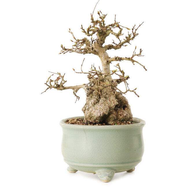 Chaenomeles speciosa, 22 cm, ± 20 years old