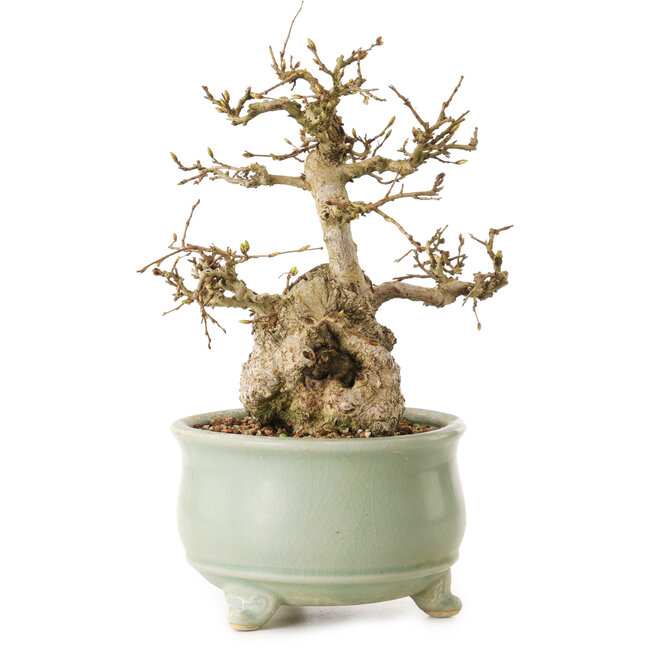 Chaenomeles speciosa, 22 cm, ± 20 years old