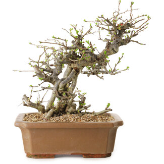 Chaenomeles speciosa, 30 cm, ± 20 Jahre alt