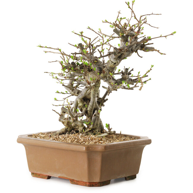 Chaenomeles speciosa, 30 cm, ± 20 ans