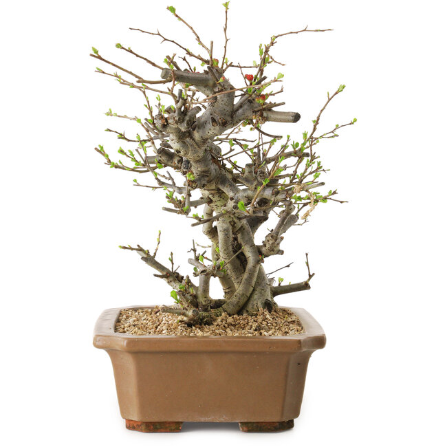 Chaenomeles speciosa, 30 cm, ± 20 anni