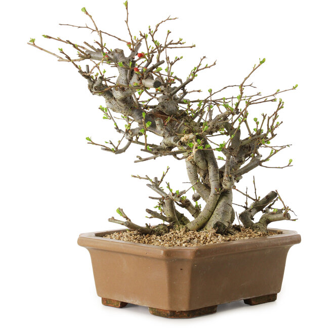 Chaenomeles speciosa, 30 cm, ± 20 ans