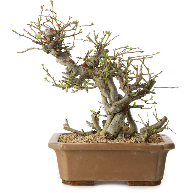 Chaenomeles speciosa, 30 cm, ± 20 years old