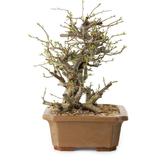 Chaenomeles speciosa, 30 cm, ± 20 Jahre alt