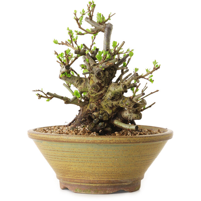 Chaenomeles speciosa, 20 cm, ± 20 Jahre alt