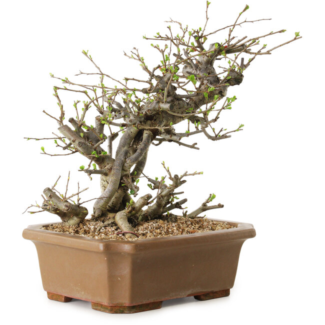 Chaenomeles speciosa, 30 cm, ± 20 jaar oud