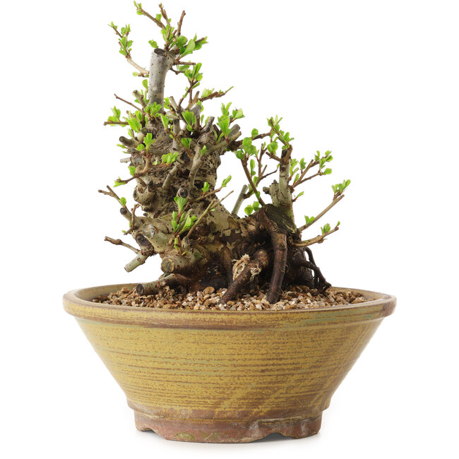 Chaenomeles speciosa, 20 cm, ± 20 años de edad