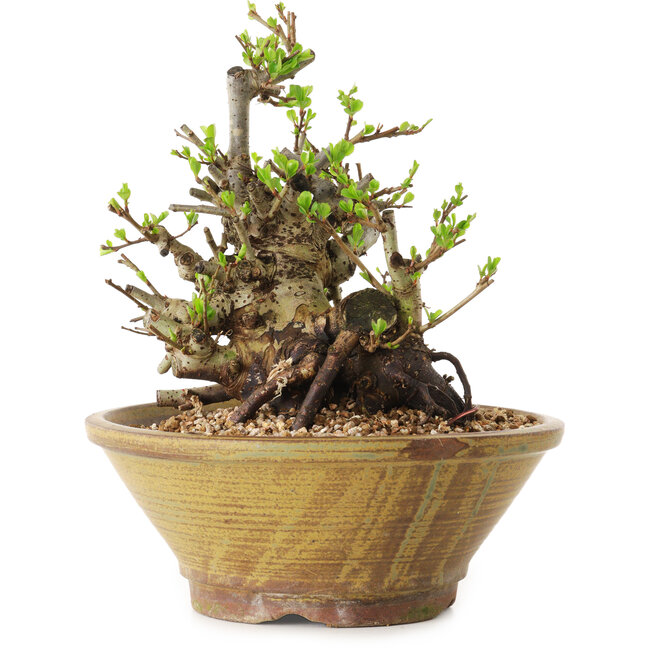 Chaenomeles speciosa, 20 cm, ± 20 anni