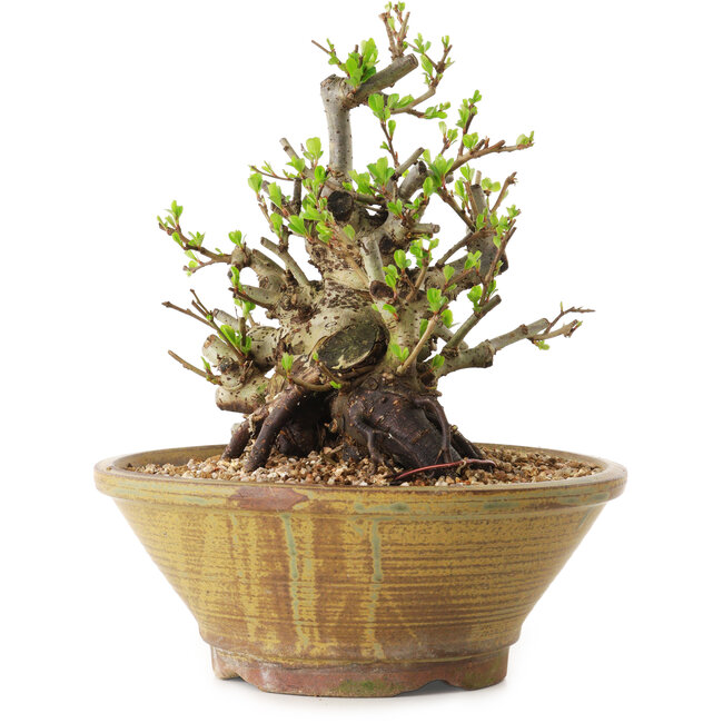 Chaenomeles speciosa, 20 cm, ± 20 ans