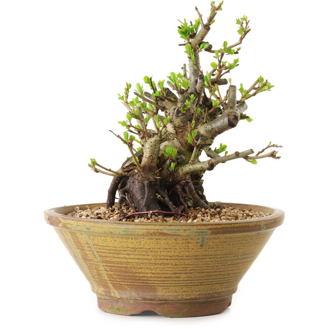 Chaenomeles speciosa, 20 cm, ± 20 anni