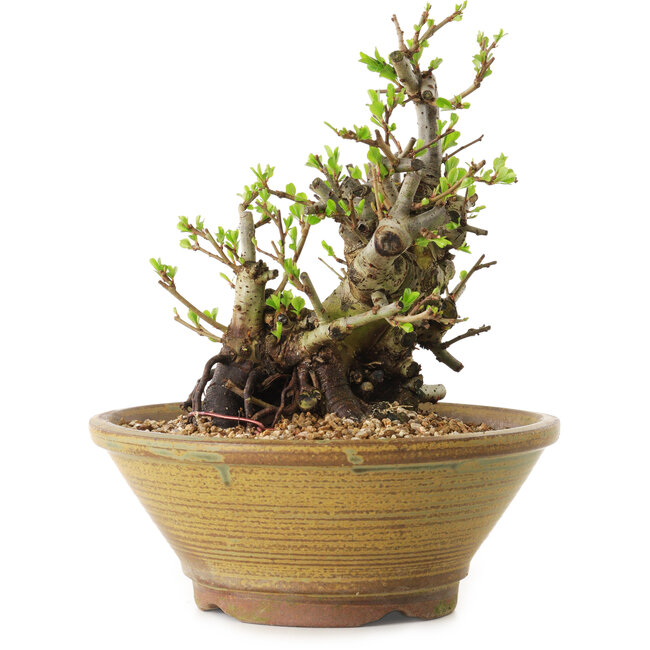 Chaenomeles speciosa, 20 cm, ± 20 ans