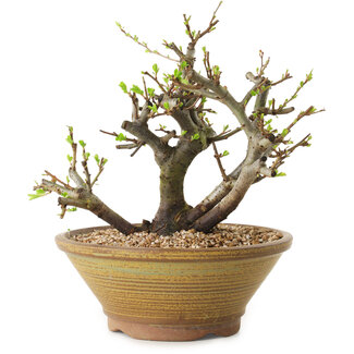 Chaenomeles speciosa, 21 cm, ± 20 anni di età