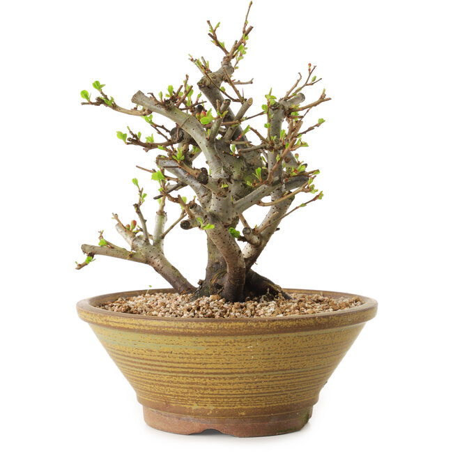 Chaenomeles speciosa, 21 cm, ± 20 Jahre alt