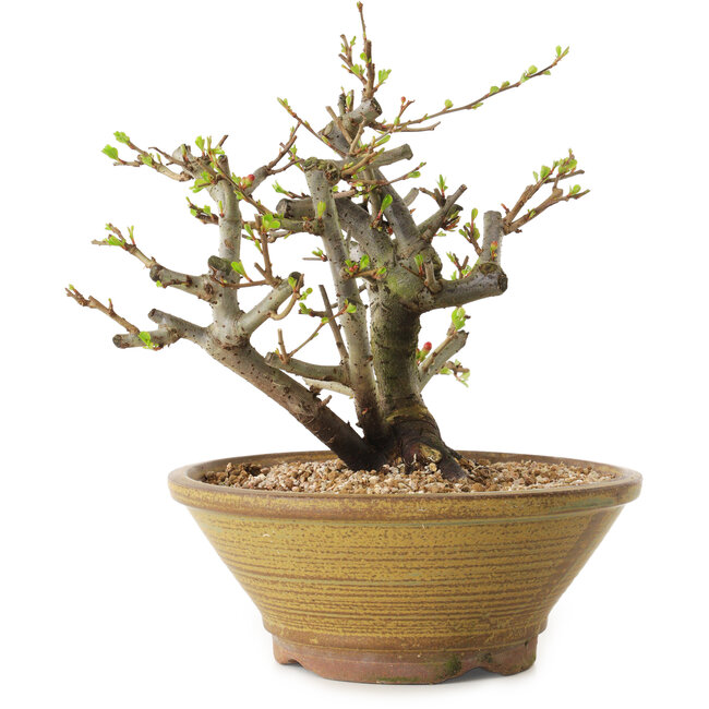 Chaenomeles speciosa, 21 cm, ± 20 jaar oud