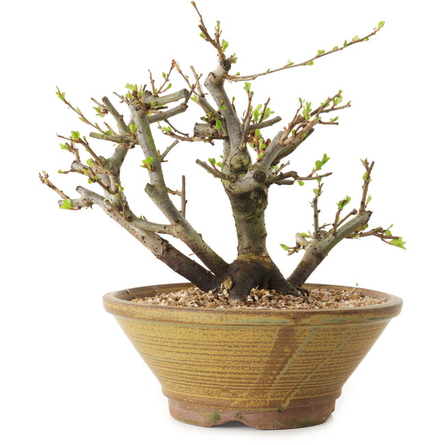 Chaenomeles speciosa, 21 cm, ± 20 Jahre alt