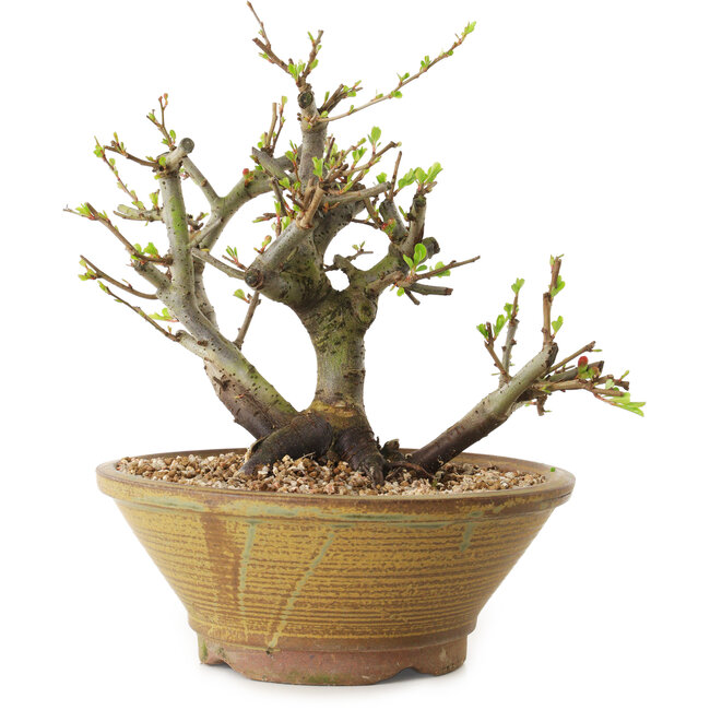 Chaenomeles speciosa, 21 cm, ± 20 años de edad