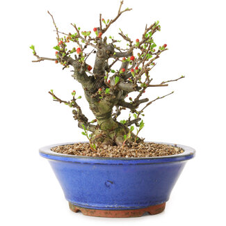 Chaenomeles speciosa, 21 cm, ± 20 años de edad