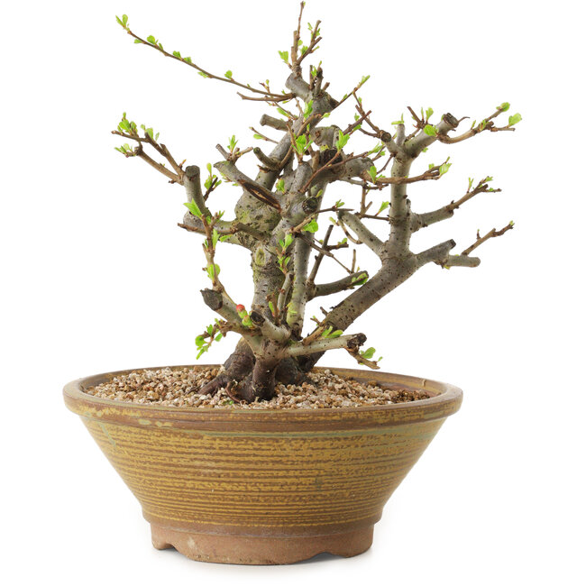 Chaenomeles speciosa, 21 cm, ± 20 jaar oud