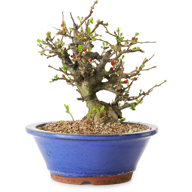 Chaenomeles speciosa, 21 cm, ± 20 años de edad