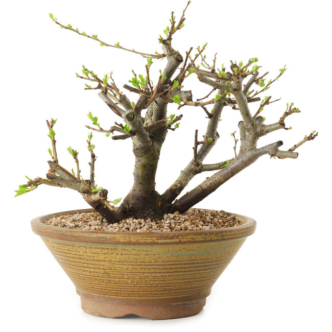 Chaenomeles speciosa, 21 cm, ± 20 Jahre alt