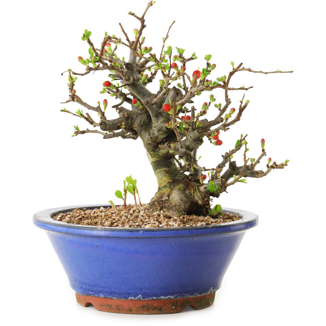 Chaenomeles speciosa, 21 cm, ± 20 años de edad