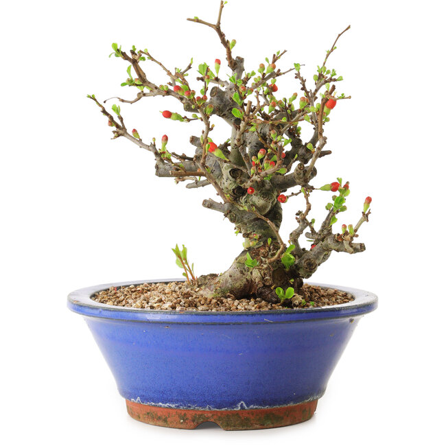 Chaenomeles speciosa, 21 cm, ± 20 años de edad