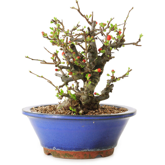 Chaenomeles speciosa, 21 cm, ± 20 años de edad