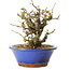 Chaenomeles speciosa, 21 cm, ± 20 ans