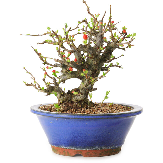 Chaenomeles speciosa, 21 cm, ± 20 jaar oud