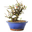 Chaenomeles speciosa, 21 cm, ± 20 anni di età