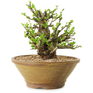 Chaenomeles speciosa, 21 cm, ± 20 años de edad