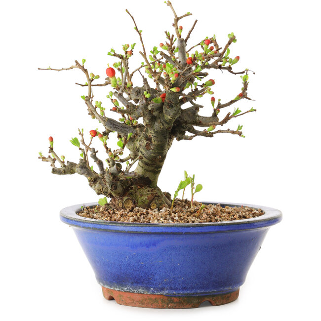 Chaenomeles speciosa, 21 cm, ± 20 años de edad