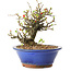 Chaenomeles speciosa, 21 cm, ± 20 years old